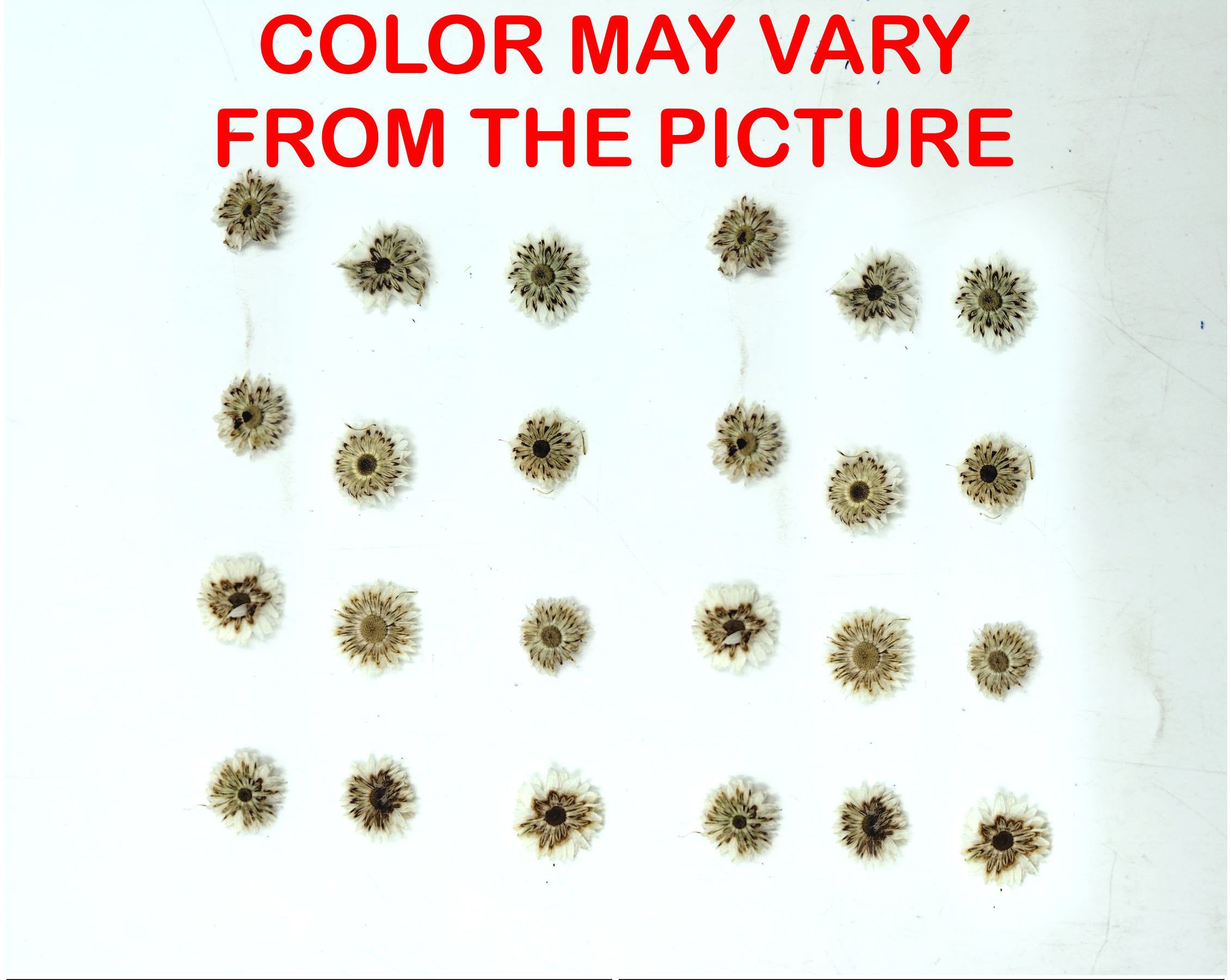 My Store NATURAL FLOWER MINI WHITE DRIED SUN FLOWER