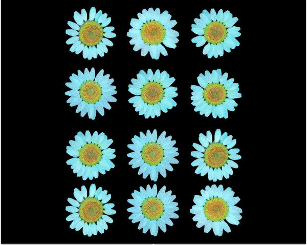My Store DRY PRESSED FLOWER C.GREEN DAISY PRESSED DRY FLOWER FL2012