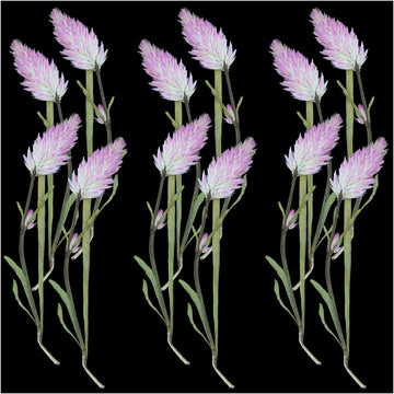 Crafteria DRY PRESSED FLOWER 12Pcs Celosia Palmeri Dry Pressed Flower