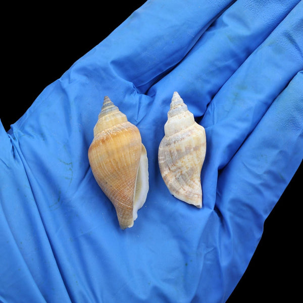 My Store NATURAL SHELL Natural Shell (50Gms) SH015