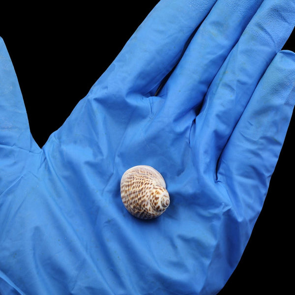 My Store NATURAL SHELL Natural Shell (50Gms) SH023